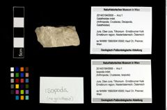 Foto (Objekt + Etikett) von Isopoda indet.  (NHMW-GEO-2014-0194-0958)